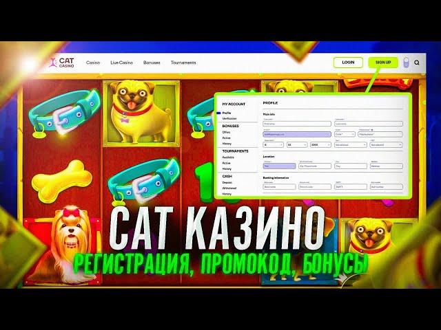 Онлайн казино Cat с быстрой регистрацией  Cat казино онлайн сайт с бонусами