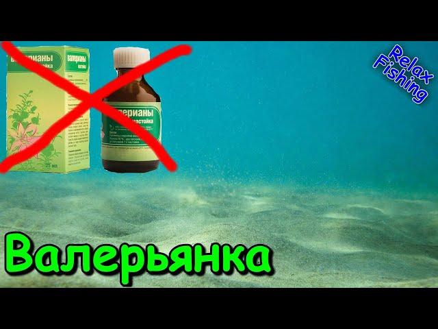 Реакция рыбы на ВАЛЕРЬЯНКУ! Подводные съемки рыбалки. Прикормка с настойкой валерианы. Карась/плотва