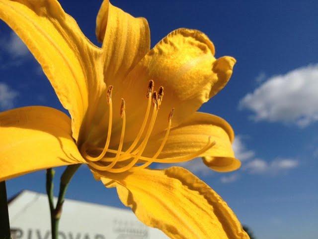 Taglilien Sorte Hemerocallis  `MDR-Garten Sommersonne Knageta`