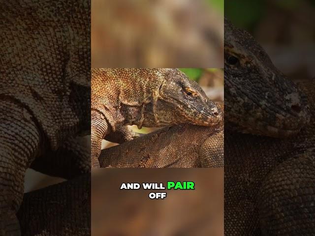 Komodo Dragons: Shocking Facts You Won’t Believe! #Shorts