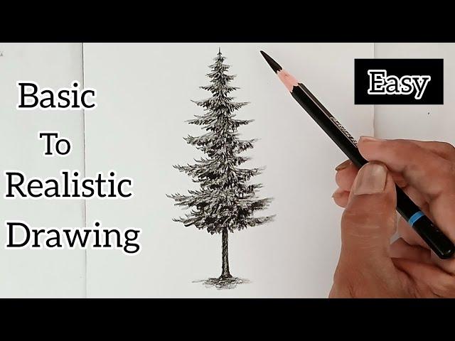 Pencil drawing of pine tree for beginners/ basic drawing/ realistic drawing/