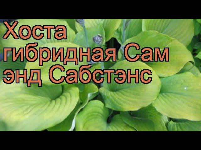 Хоста гибридная Сам энд Сабстэнс (hosta)  обзор: как сажать, рассада хосты Сам энд Сабстэнс