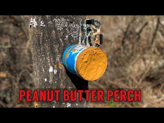 Leaving a JAR OF PEANUT BUTTER on a tree in the Woods. Heres what happens! Trail Camera