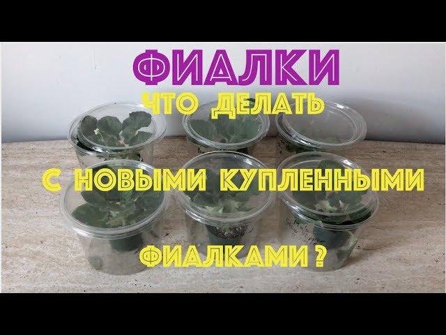 ФИАЛКИ. Что делать с новыми купленными фиалками?