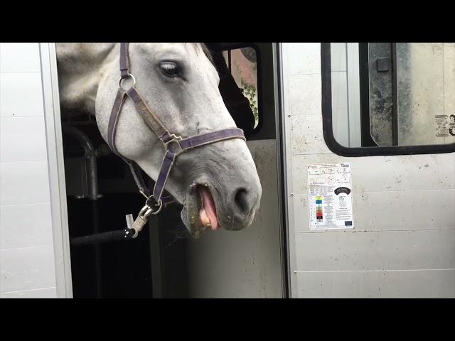 TOURING HORSES