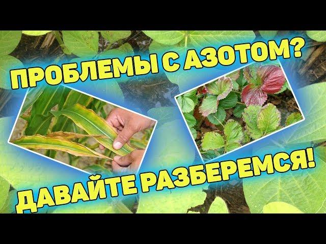 Чего не хватает растению? ЧАСТЬ 1 - АЗОТ