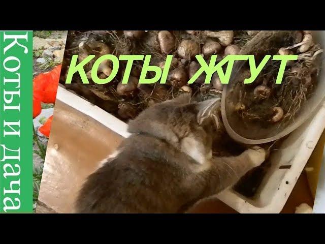 КОТЫ  СМЕШНЫЕ КОШКИ и КОТЫ   КОТЫ на ДАЧЕ  КОТЫ ЖГУТ   КОТЫ и ДАЧА