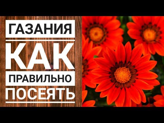 Газания как правильно посеять