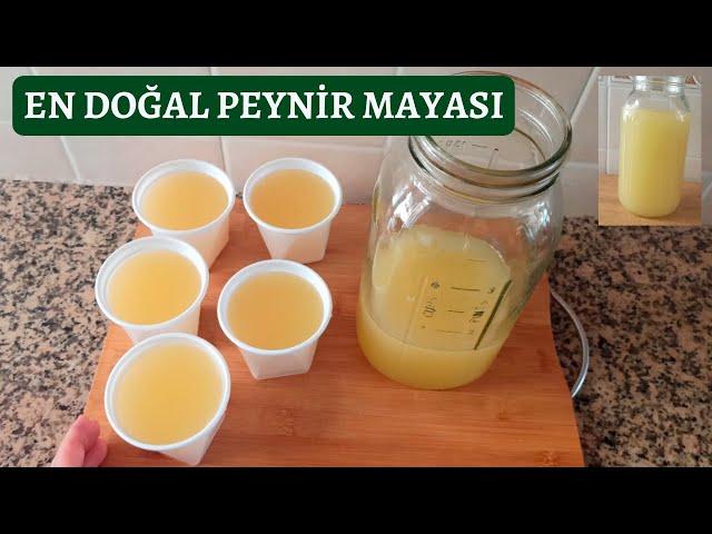 ŞIRDAN MAYASI‼️ŞİRDENEvde şırdan peynir mayası nasıl yapılır (Şirden Peynir Mayası Yapımı)