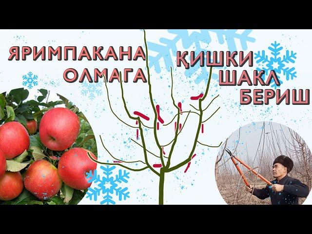 Тўрт ёшли яримпакана олмага қишки шакил бериш - to`rt yoshli yarimpakana olmaga qishki shakl berish