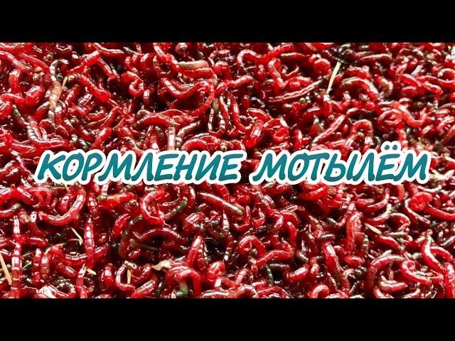 ВСЕ ЧТО НУЖНО ЗНАТЬ О КОРМЛЕНИЕ МОТЫЛЕМ АКВАРИУМНЫХ РЫБОК.