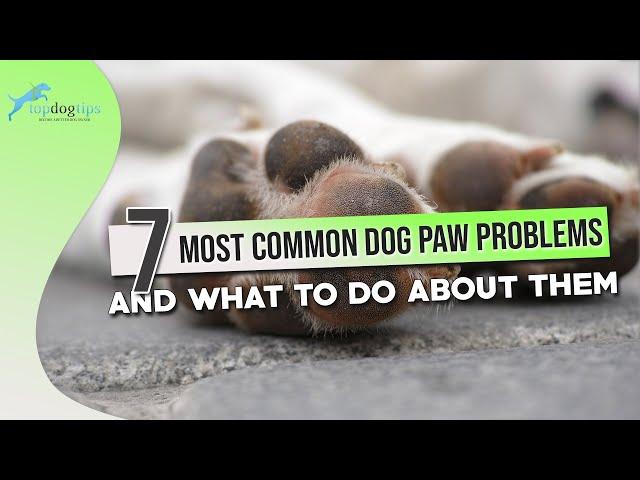 Dog Paw Problems: 7 Most Common Issues and What to Do About Them