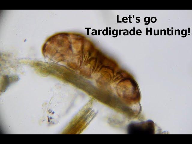 Let's Go Tardigrade Hunting! | Instructions, Tips & Tricks for Isolating Tardigrades