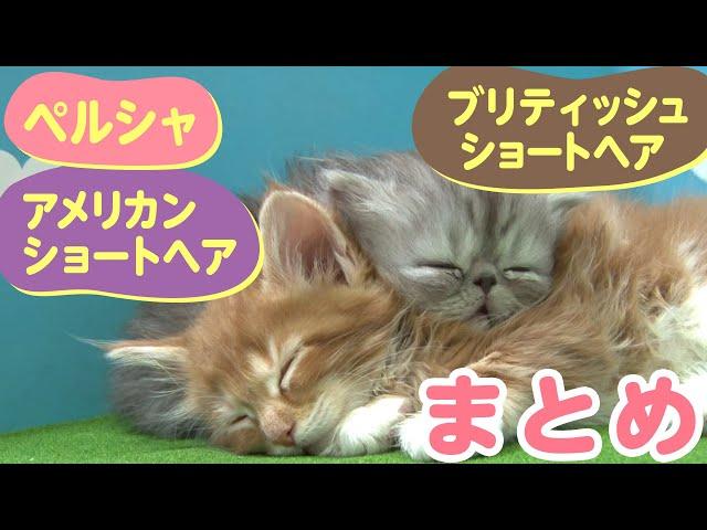 【かわいい猫まとめ動画】アメリカンショートヘア/ブリティッシュショートヘア/ペルシャ