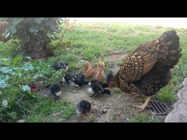 Golden Laced Wyandotte Broody Hen with her Baby Chicks