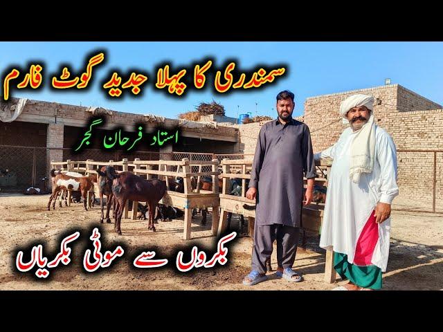 Modern Goat Farm Of Samundri - Goat Farming Buisness in Pakistan - Farhan Gujjar Goat Farm