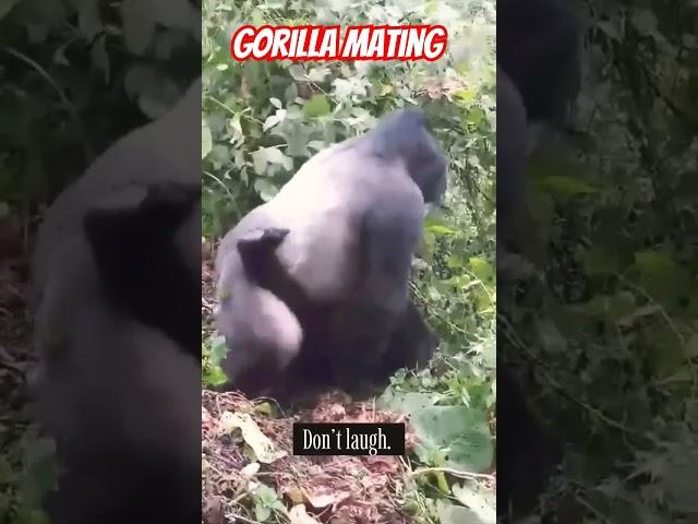 Gorilla mating in the wild