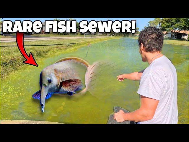 I Found a MONSTER FISH SEWER!