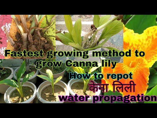 Fastest method to grow Canna lily plant |water propagation of canna lily|repot of canna lily|