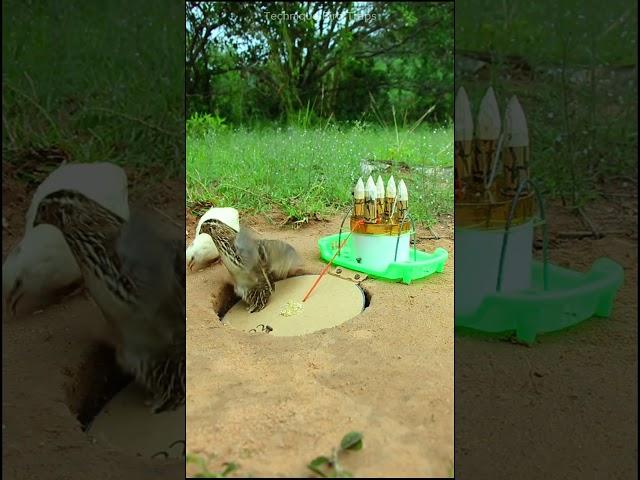 Amazing Creative Bird Trap Quail Trap #shorts