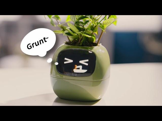 Masdio Ivy - Smart Flowerpots