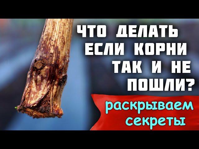 Что делать если корни так и не пошли? - Раскрываем секреты!