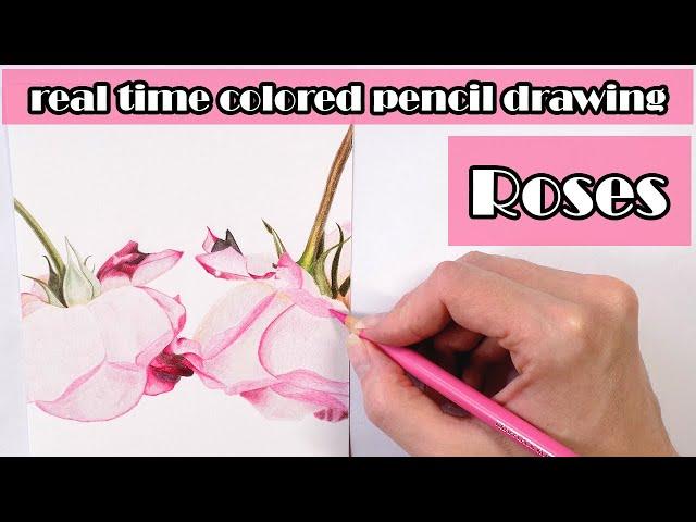 Real time colored pencil drawing - Pink roses