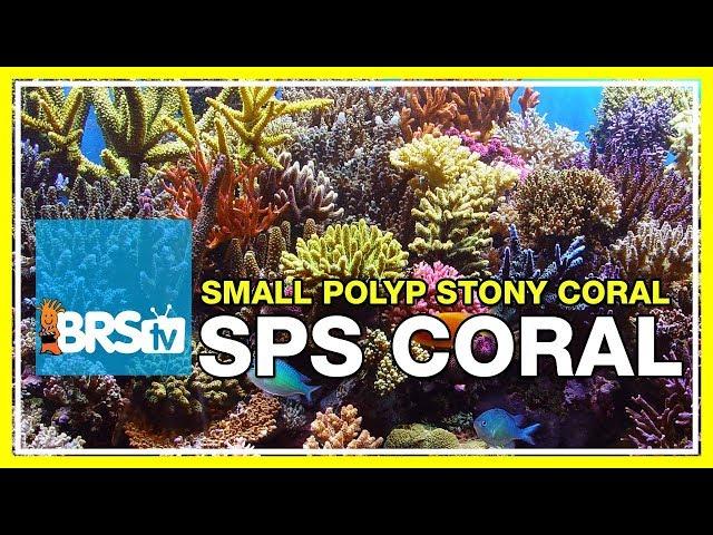 Week 37: Small Polyp Stony corals! SPS selection, care, & placement | 52 Weeks of Reefing