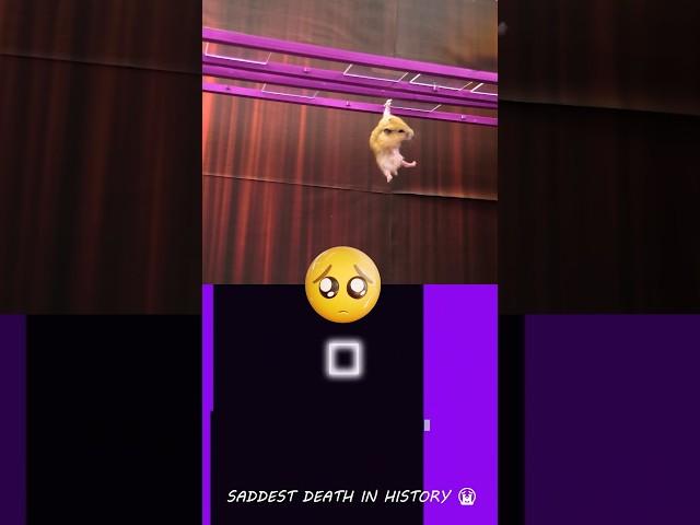 Poor Hamster in Squid Game...  | @Hamsterious | Bouncing Square #squidgame