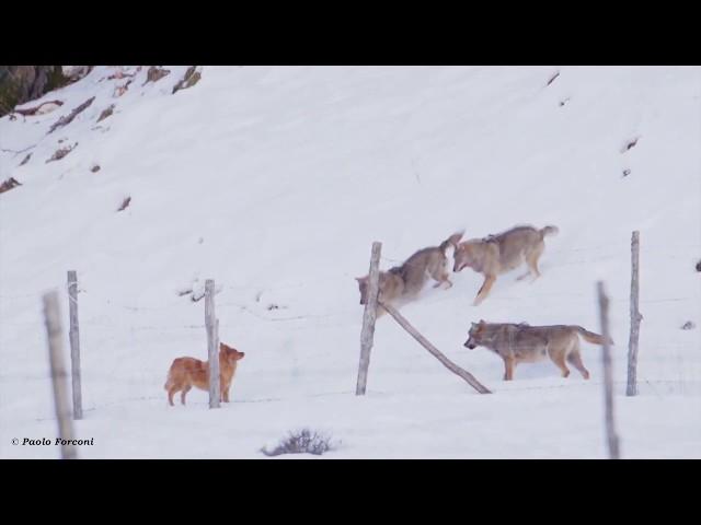 Brave Dog Escapes Pack of Hungry Wolves In Shocking Video