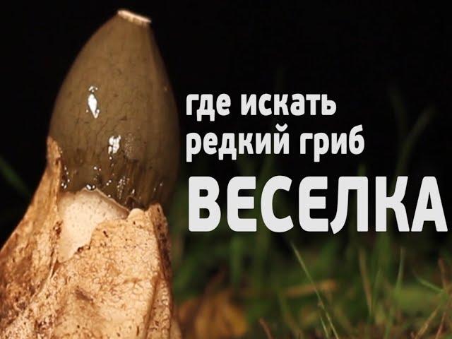 редкий гриб ВЕСЕЛКА - поиск под Москвой! www.grib.tv