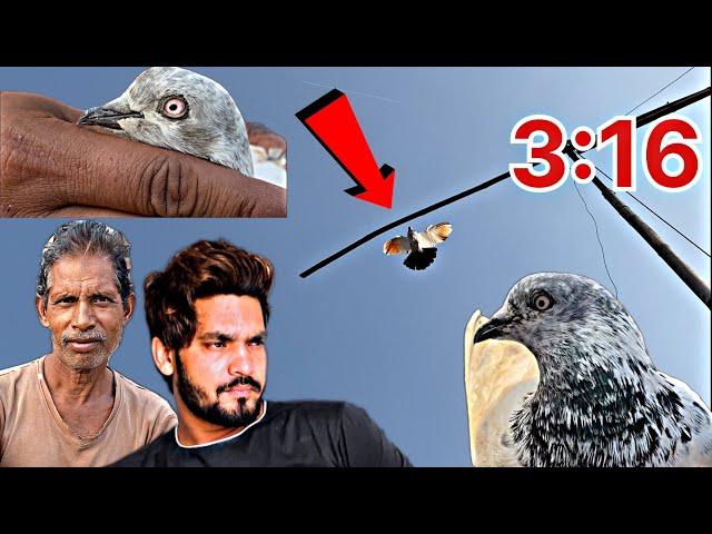 Video of flying pigeons || kabootar bazi || bazi wale kabootar || pigeon tournament