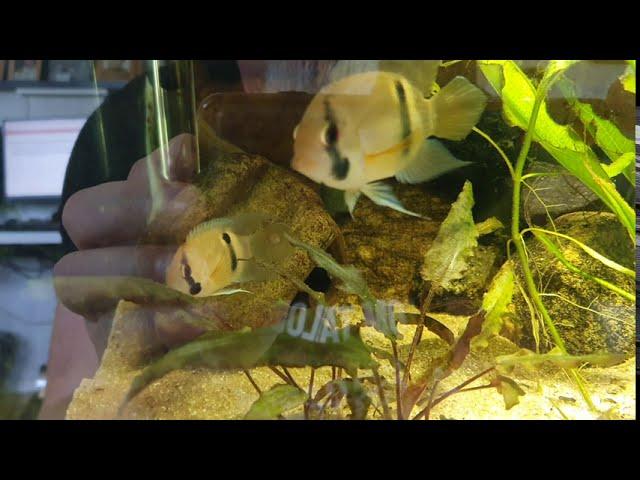 Keyhole cichlid fry. (Cleithracara maronii)