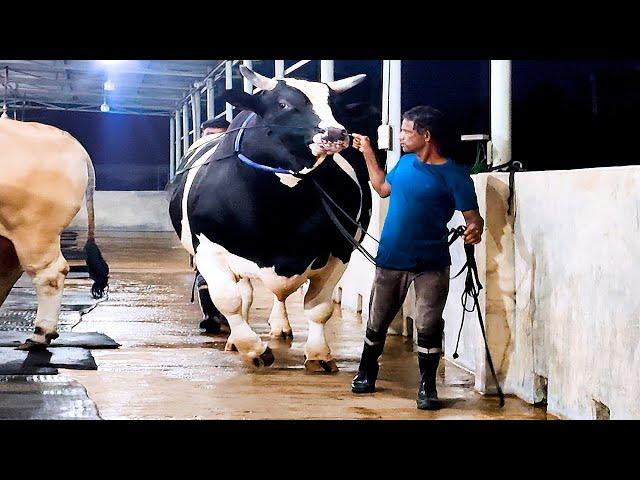 1200 KG Holstein Friesian bull | Brownie's Ranch