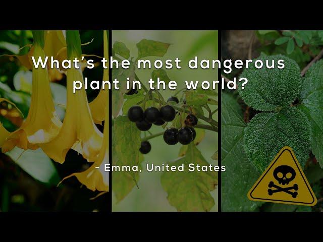 What's the most dangerous plant in the world?