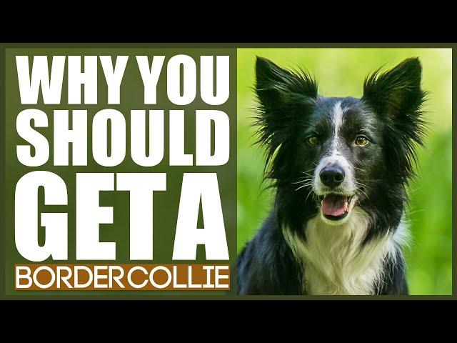BORDER COLLIE! 5 Reasons Why YOU SHOULD Get A Border Collie!
