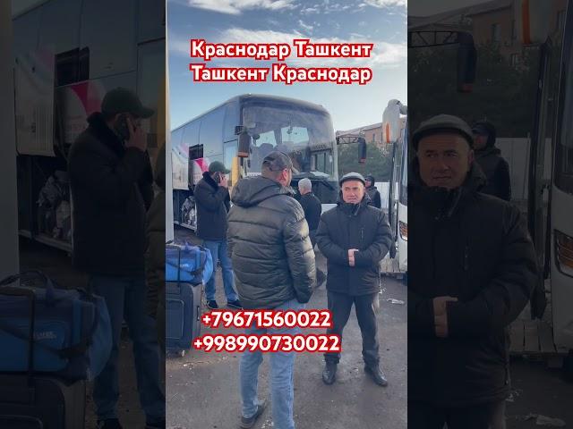 Автобус Ташкент Краснодар Краснодар Ташкент пассажирский перевозки #краснодар #автобус #ростов #2024