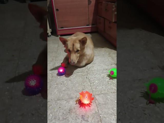 #doglover #silent killer #silent boy #bhairava #shortsfeed