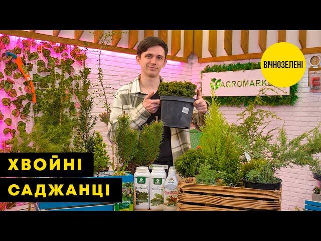 ХВОЙНІ РОСЛИНИ | Прикрась своє подвір'я вічнозеленими деревами | Agro-Market.ua