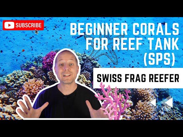 Beginner Corals for Reef Tank (SPS)