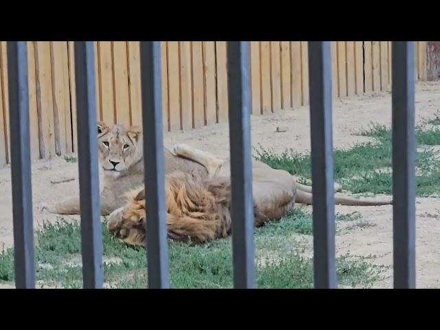 ️Львиная любовь или лев вместо перины.  #lions #animals