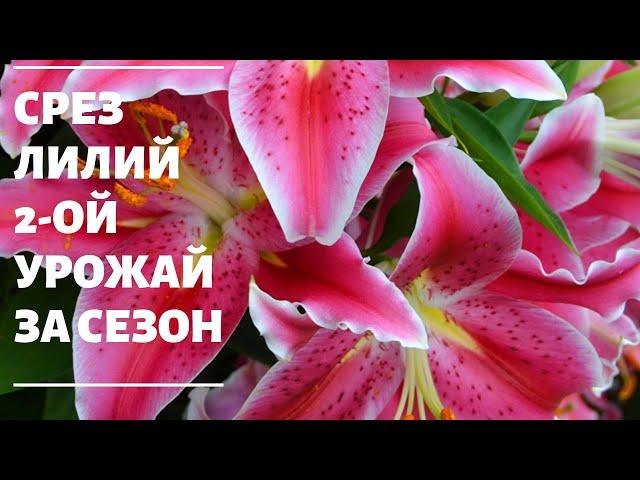 Срезаем лилию. 2-ой урожай за сезон