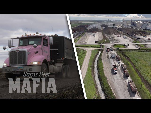 Beet Truck: A Hazardous Job - SUGARBEET MAFIA 2023 (Part 2)