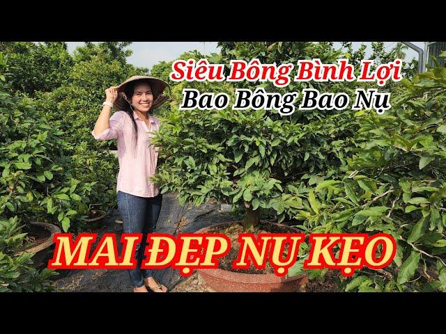  ĐIỆP 0968282738 MAI SIÊU BÔNG BÌNH LỢI CHƠI TẾT BAO BÔNG BAO NỤ NÊN CHỌN  24/11/2024 | Bến Tre Ơi