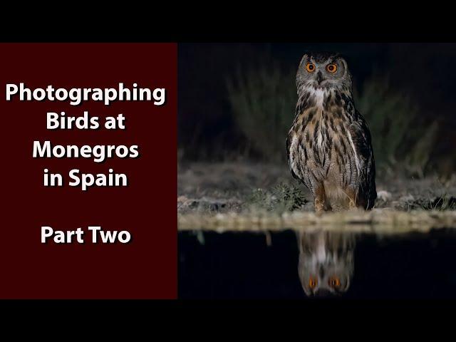 Bird photography in Spain with the OM-1 and 150-400mm lens