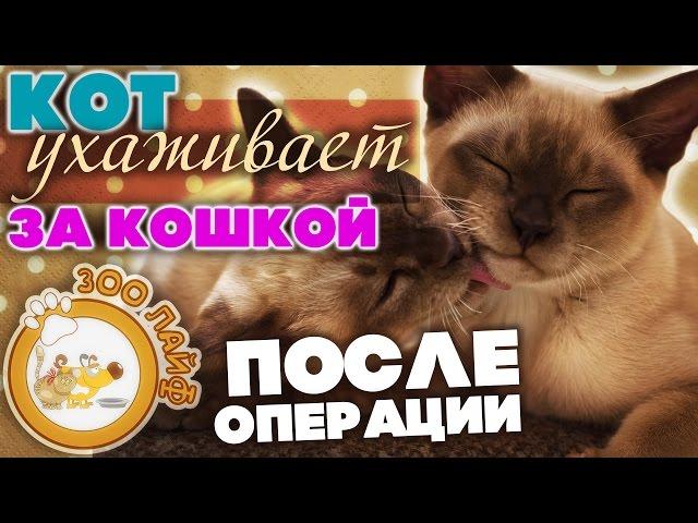 Кот ухаживает за кошкой после операции. Стерилизация кошки. Уход за кошкой после операции.