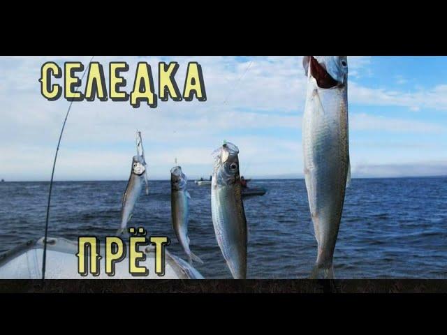 Ловля Селедки, Камбалы, Рыбалка и Отдых на море с Детьми.