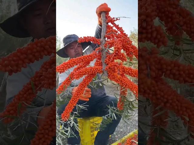 Fresh Sea Buckthorn Cutting Skill "Sea Buckthorn Fruit" Sea Buckthorn Puree #freshfruits