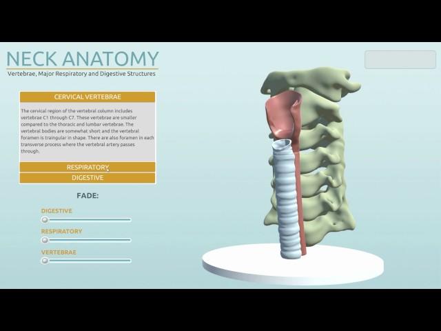 Neck Anatomy Prototype