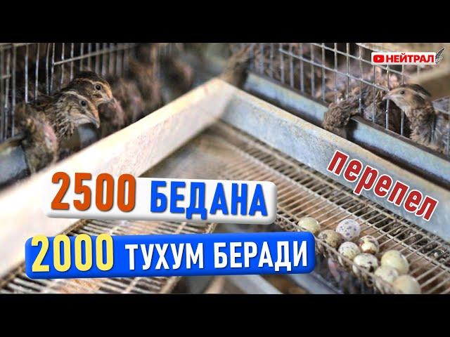 2500 БЕДАНА 2000 тухум беради. \ Кормление перепелов - дело прибыльное.